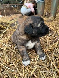 Cucciolo Pastore del Caucaso
