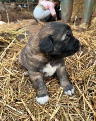 Cucciolo Pastore del Caucaso