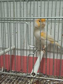 Canarino