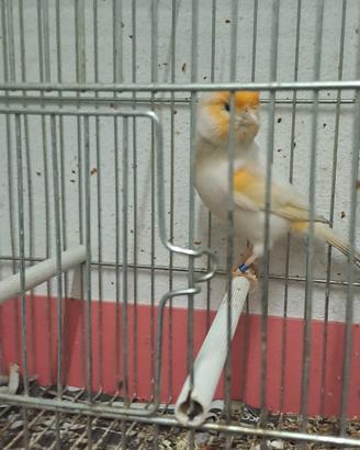 Canarino