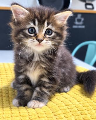 Splendidi Maine coon natinil 22 luglio