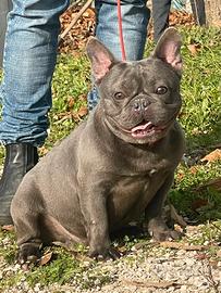 Bulldog Francese Blue
