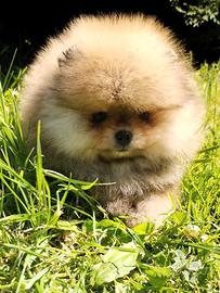 Spitz di Pomerania nano