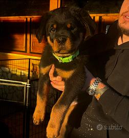 Ultimo cucciolo rottweiler