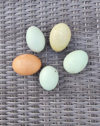 Uova colorate