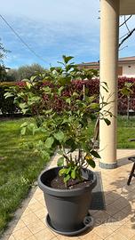 Piante di limone
