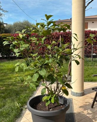 Piante di limone