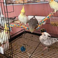 Calopsiti allevate a mano