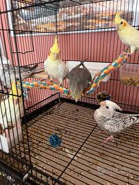 Calopsiti allevate a mano