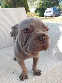 Cucciola bulldog francese velvet