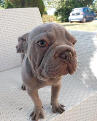 Cucciola bulldog francese velvet