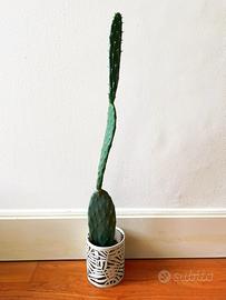 Piante verdi - cactus