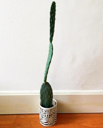 Piante verdi - cactus