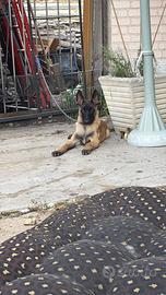 Pastore belga malinois