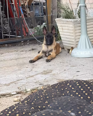 Pastore belga malinois
