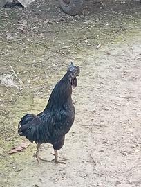 Gallo razza cemano