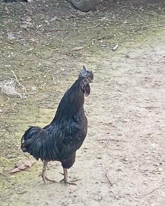 Gallo razza cemano