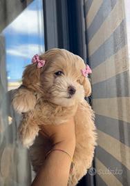 Maltipoo mini toy