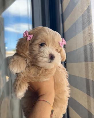 Maltipoo mini toy