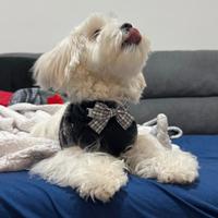 Maltese con pedigree ENCI