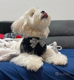 Maltese con pedigree ENCI