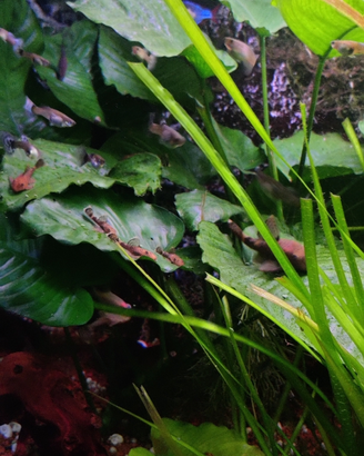 Ancistrus