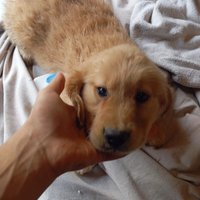 Disponibili cuccioli di Golden retriever