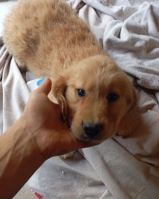 Disponibili cuccioli di Golden retriever