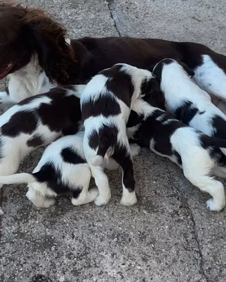 Animali