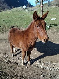 Mula Pony