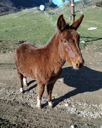 Mula Pony
