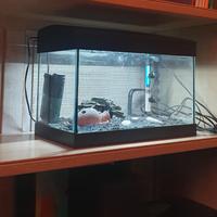 Acquario pesci 20 Litri con accessori