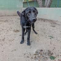 SERENA - cagnolina di 1 anno - taglia media
