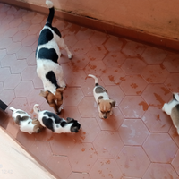 Cucciolo juck russel