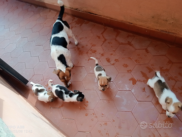 Cucciolo juck russel