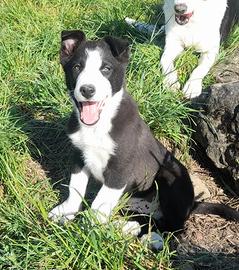 Cuccioli di Border Collie