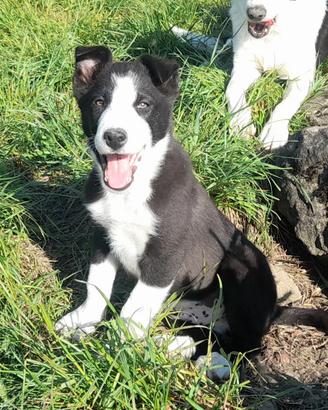 Cuccioli di Border Collie