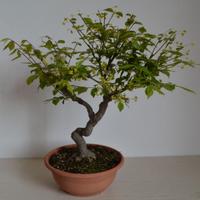 BONSAI EUONYMUS EUROPAEUS BERETTA DEL PRETE