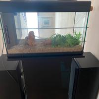 Acquario MTB Mod Aloha