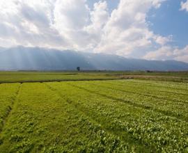 Terreno agricolo c.e.r.c.o