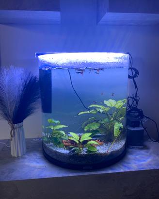 Acquario