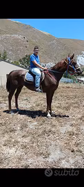 Cavalla quarab