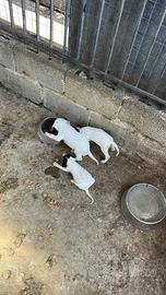 Cuccioli di segugio
