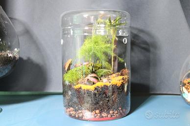 Terrari per piante