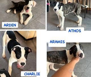 Pitbull incr 4 mesi aramis arden athos charlie