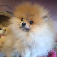 Spitz di Pomerania femmina