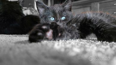 6 maine coon vogliono coccole 