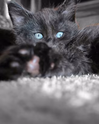 6 maine coon vogliono coccole 