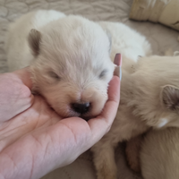 Cuccioli di samoiedo