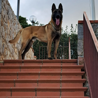 Pastore Belga Malinois